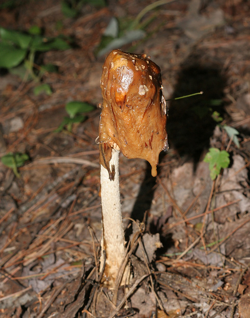 champignon-- mushroom