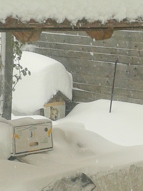 Snow covers all paths to my dog Archie ... I'm going to help him!