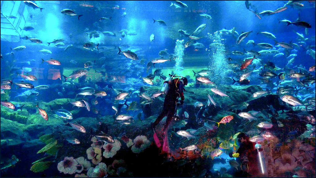 Il grande acquario di Dubai -