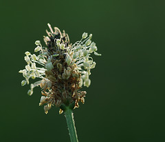 Plantago lanceolata