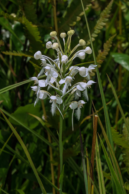 Platanthera conspicua (Southern White Fringed orchid)