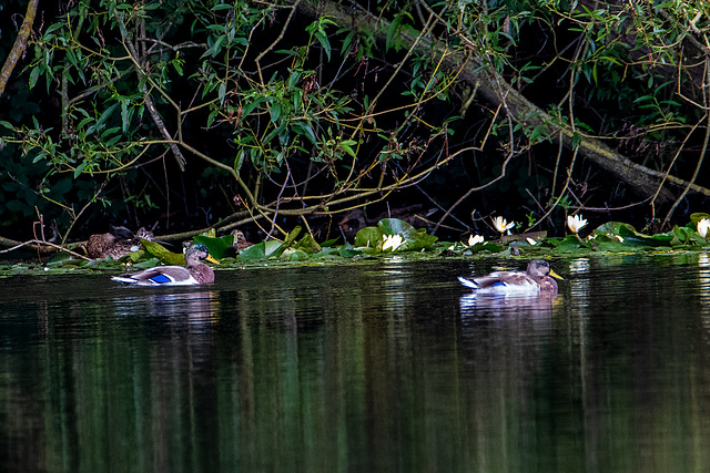 Mallards