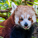 Red panda