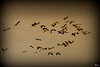Passage des grues