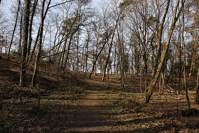 ... und Wald