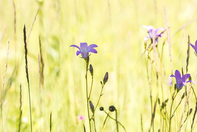 meadow flowers