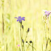 meadow flowers