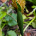 20210822 2515CPw [D~LIP] Kanarien-Glanzgras (Phalaris canariensis), Bad Salzuflen