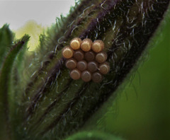 EGGS!!! Does anyone know which insect they belong to?