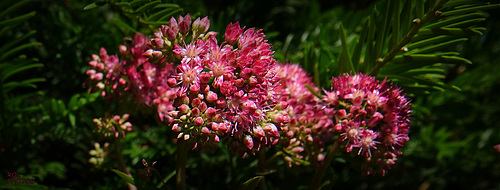 Fleurs des Antilles...?