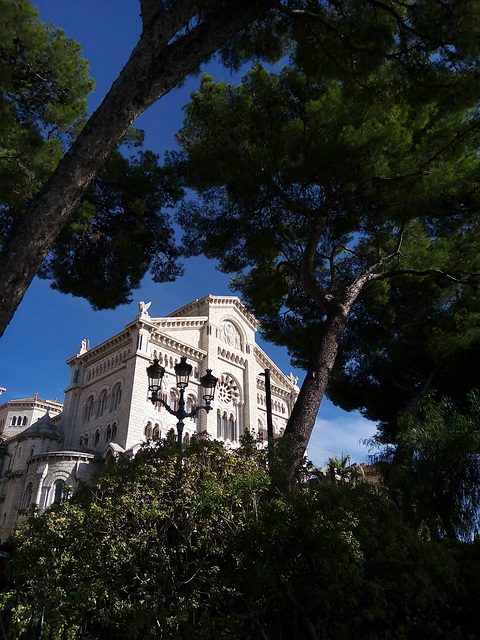 Arbres de la Cote d'Azur.