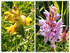 Yellow Rattle and Wild Orchid