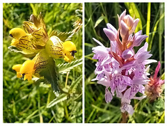 Yellow Rattle and Wild Orchid