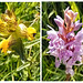 Yellow Rattle and Wild Orchid