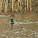 crossing paths on the Creek