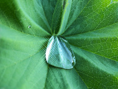Macro Mondays: Thema "Tropfen" Macro Mondays: Thema "Tropfen"