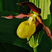 Ein Sonntagsgruß - Sunday Greetings - Lady Slipper Orchid