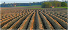 Caterpillar field