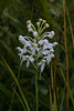 Platanthera conspicua (Southern White Fringed orchid)