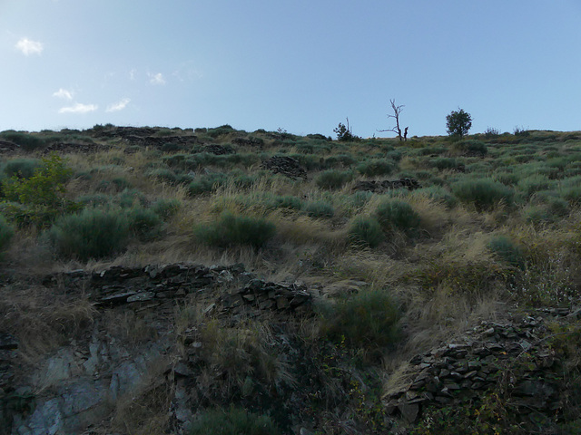 20180910 -15 Randos solo Prévenchères (Lozère-Villefort) (610) al