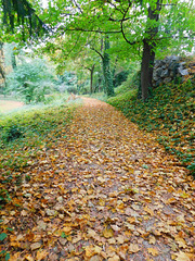 Chemin d'automne