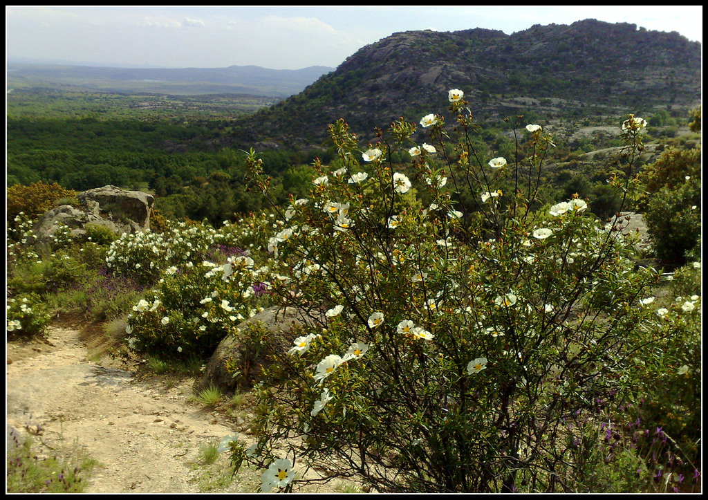 Cistus or Jara