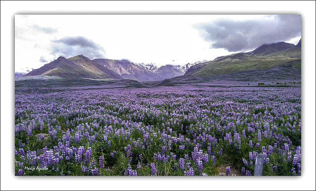 Campo de lupinas