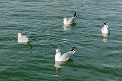 Que peuvent manger des mouettes dans un bassin ?