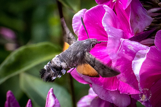 Taubenschwänzchen (Macroglossum stellatarum)