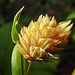 20210822 2519CPw [D~LIP] Kanarien-Glanzgras (Phalaris canariensis), Bad Salzuflen