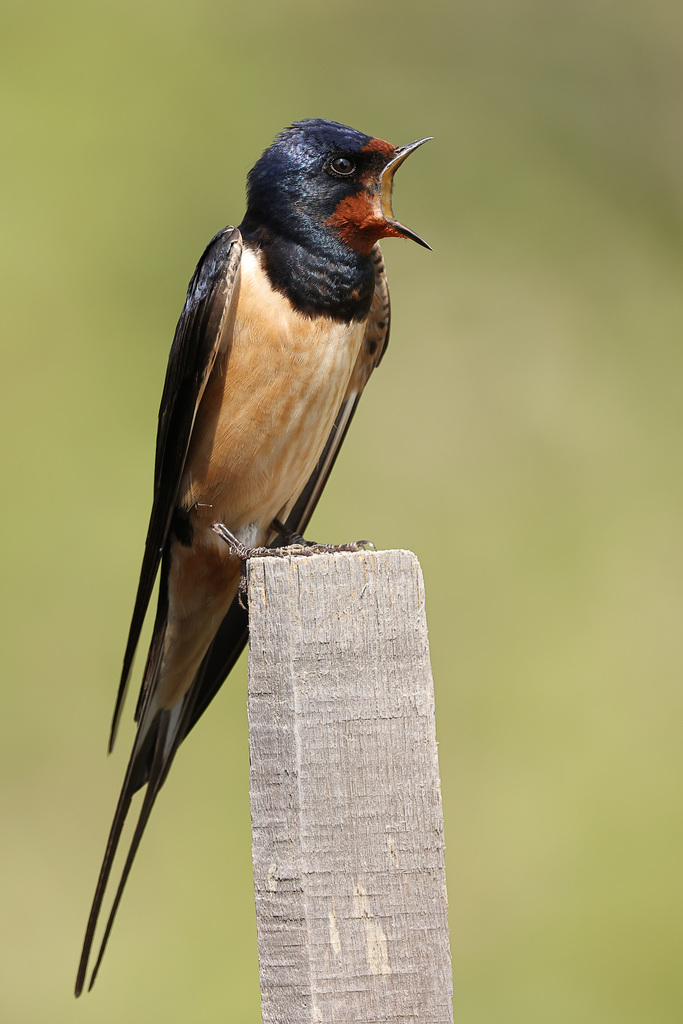 hirondelle rustique