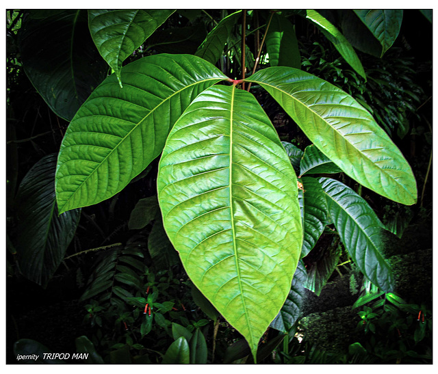 Botanischer Garten Basel