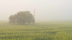 a tree in a mist 2