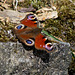 Peacock Butterfly
