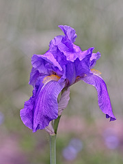 Iris Iris