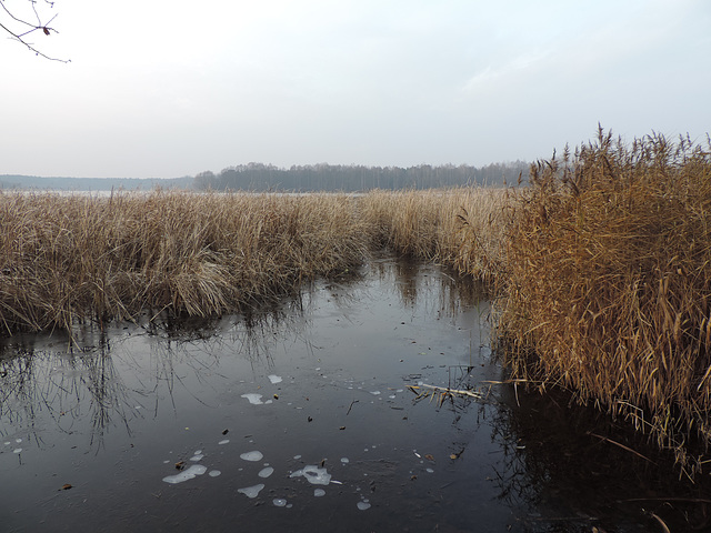 Schilfgürtel am Heegesee