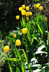 Les tulipes du jardin
