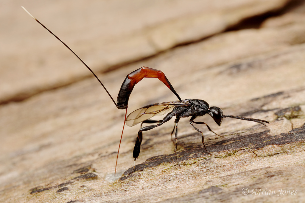 Ichneumon Wasp Ovipositing