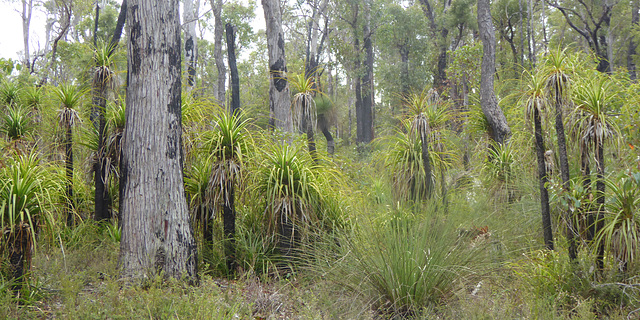 Jarrah forest