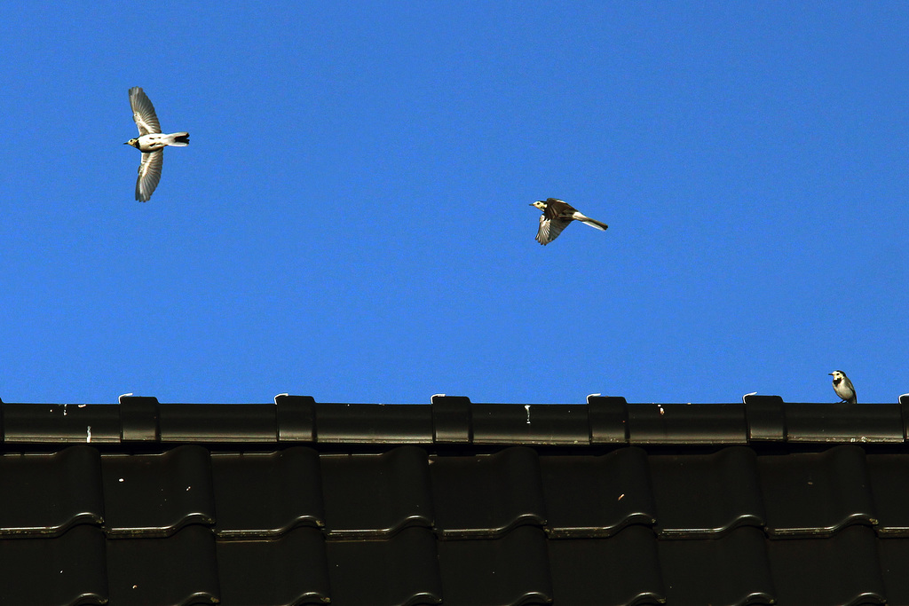 Takeoff of a swallow