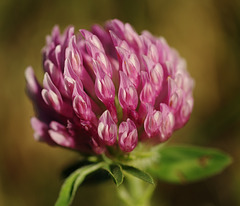 Trifolium pratense