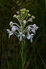 Platanthera conspicua (Southern White Fringed orchid)