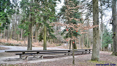 Big wooden table in the middle of the forest