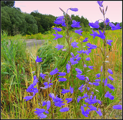 Campanula blue