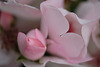 DSCF8962