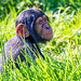 Chimp