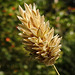 20210822 2522CPw [D~LIP] Kanarien-Glanzgras (Phalaris canariensis), Bad Salzuflen