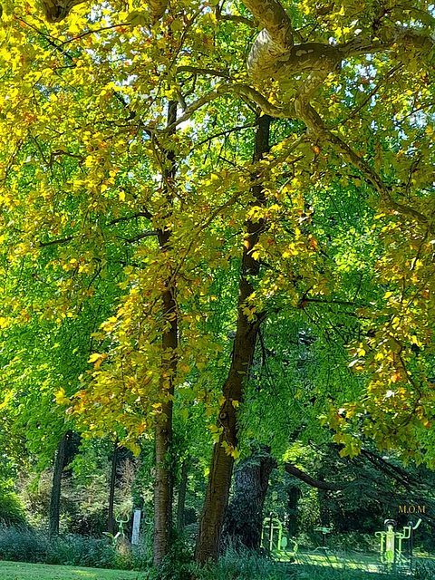 Au parc***************