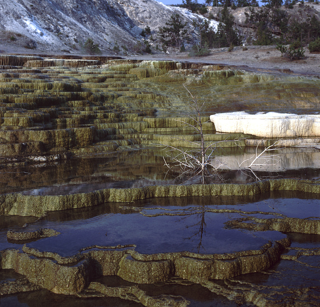 Mammoth Hot Springs