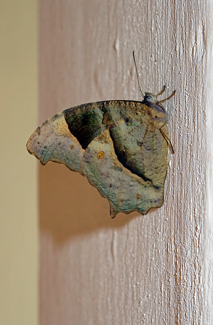 Common evening brown butterfly_Laos